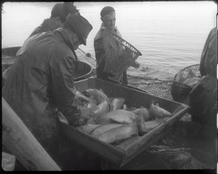 Výlov rybníku Olšina (Armádní filmový zpravodaj č. 22/1960)