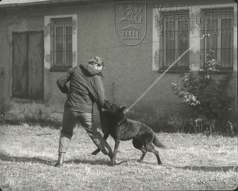 Film „Využití služebního psa ve strážní službě“