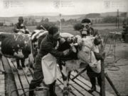 Film „Veterinární očista“