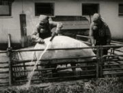 Film „Veterinární očista“