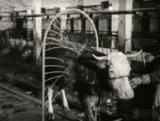 Film „Veterinární očista“
